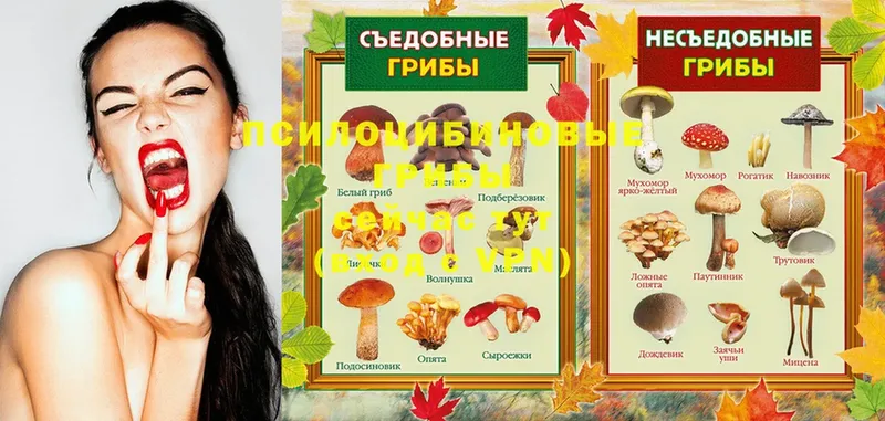 Галлюциногенные грибы Magic Shrooms  хочу   Чехов 